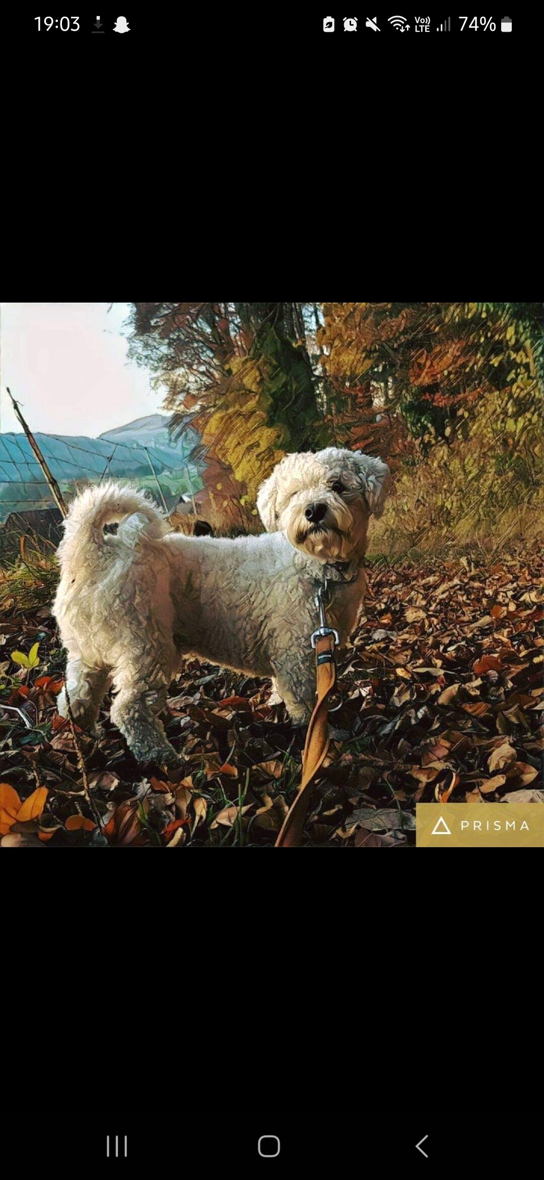 Königliches Haustier Portrait (drei Tiere)