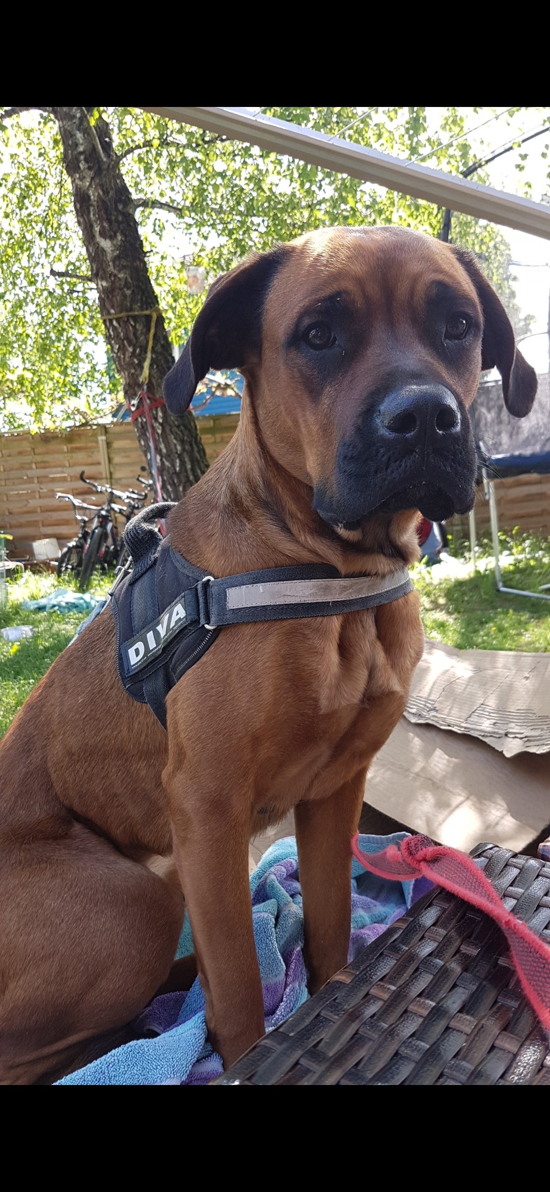 Königliches Haustier Portrait (drei Tiere)