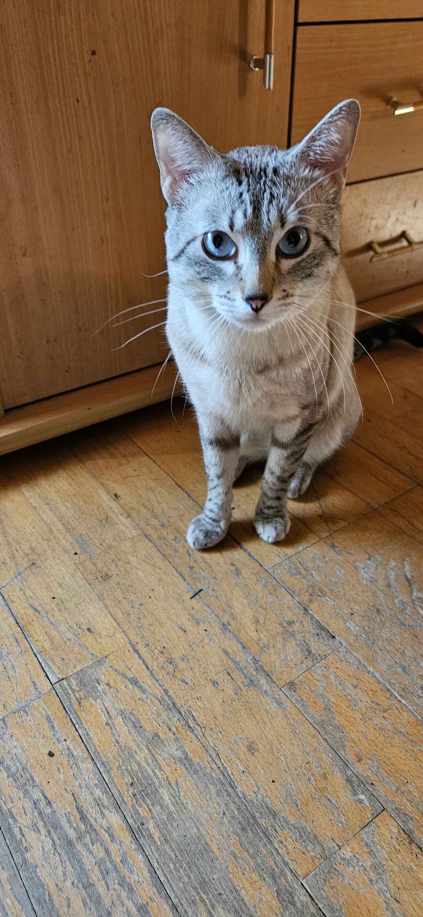 Königliches Haustier Portrait (drei Tiere)
